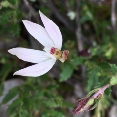 Caladenia fuscata (Dusky Fingers) at Black Mountain - 28 Aug 2021 by RWPurdie