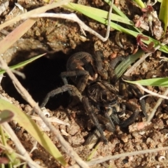 Tasmanicosa sp. (genus) (Unidentified Tasmanicosa wolf spider) at Lions Youth Haven - Westwood Farm A.C.T. - 28 Aug 2021 by HelenCross