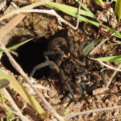 Tasmanicosa sp. (genus) (Unidentified Tasmanicosa wolf spider) at Lions Youth Haven - Westwood Farm A.C.T. - 28 Aug 2021 by HelenCross