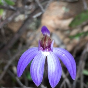 Cyanicula caerulea at Point 5815 - suppressed