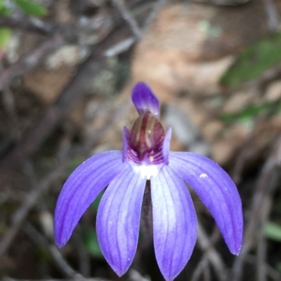 Cyanicula caerulea (Blue Fingers, Blue Fairies) at Black Mountain - 28 Aug 2021 by RWPurdie