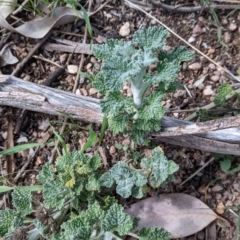 Marrubium vulgare (Horehound) at 9 Mile Hill TSR - 28 Aug 2021 by Darcy