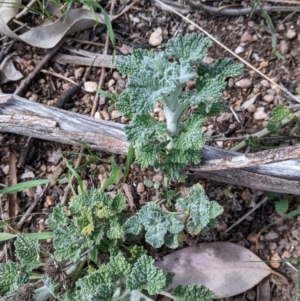 Marrubium vulgare at Table Top, NSW - 28 Aug 2021 11:41 AM