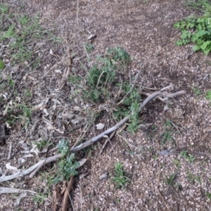 Marrubium vulgare at Table Top, NSW - 28 Aug 2021 11:41 AM