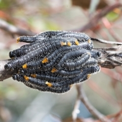 Perga sp. (genus) (Sawfly or Spitfire) at Googong, NSW - 28 Aug 2021 by WHall