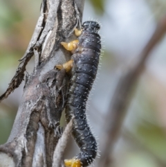 Perga sp. (genus) at Googong, NSW - 28 Aug 2021