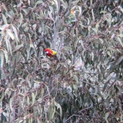Platycercus eximius (Eastern Rosella) at Table Top, NSW - 28 Aug 2021 by Darcy