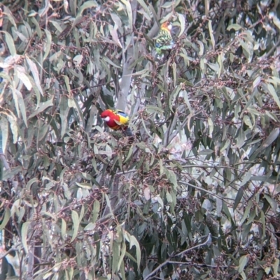 Platycercus eximius (Eastern Rosella) at 9 Mile Hill TSR - 28 Aug 2021 by Darcy
