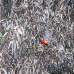 Platycercus eximius at Table Top, NSW - 28 Aug 2021