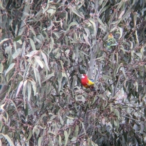 Platycercus eximius at Table Top, NSW - 28 Aug 2021