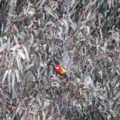 Platycercus eximius at Table Top, NSW - 28 Aug 2021 11:57 AM