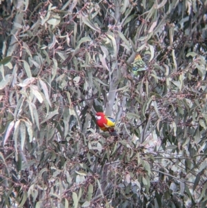 Platycercus eximius at Table Top, NSW - 28 Aug 2021