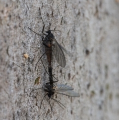 Sciaridae sp. (family) (Black fungus gnat) at Googong, NSW - 26 Aug 2021 by WHall