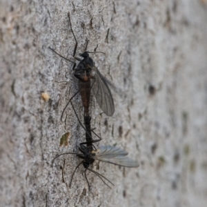 Sciaridae sp. (family) at Googong, NSW - 26 Aug 2021 01:43 PM