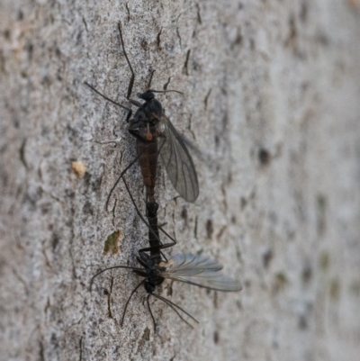 Unidentified Crane fly, midge, mosquito or gnat (several families) at Googong, NSW - 26 Aug 2021 by WHall