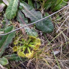 Drosera sp. (A Sundew) at Table Top, NSW - 28 Aug 2021 by Darcy