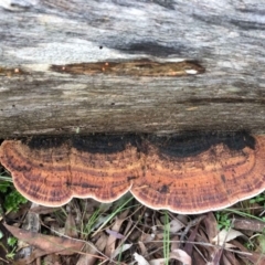 Unverified Shelf-like to hoof-like & usually on wood at O'Connor, ACT - 28 Aug 2021 by RWPurdie