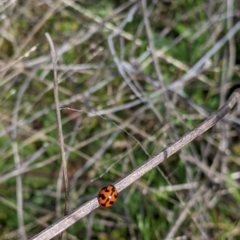 Coccinella transversalis (Transverse Ladybird) at 9 Mile Hill TSR - 28 Aug 2021 by Darcy