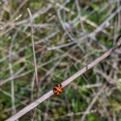 Coccinella transversalis at Table Top, NSW - 28 Aug 2021 12:04 PM