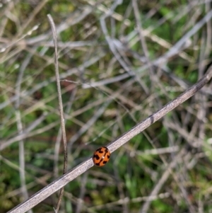 Coccinella transversalis at Table Top, NSW - 28 Aug 2021 12:04 PM