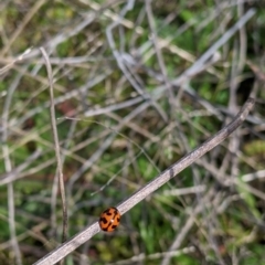 Coccinella transversalis at Table Top, NSW - 28 Aug 2021 12:04 PM