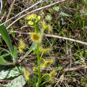 Drosera auriculata at Ettamogah, NSW - 28 Aug 2021 12:05 PM