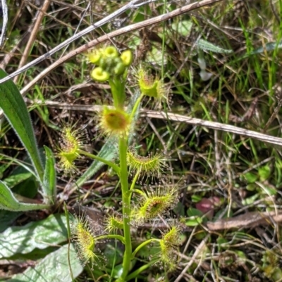 Drosera auriculata (Tall Sundew) at 9 Mile Hill TSR - 28 Aug 2021 by Darcy
