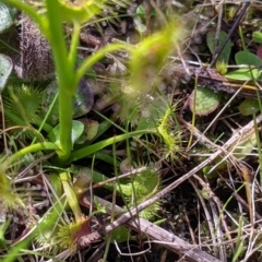 Drosera auriculata at Ettamogah, NSW - 28 Aug 2021 12:05 PM