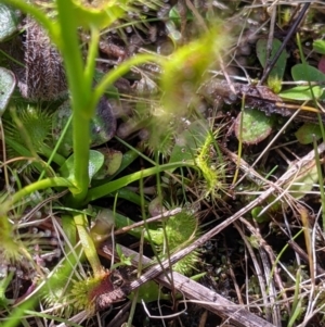 Drosera auriculata at Ettamogah, NSW - 28 Aug 2021 12:05 PM