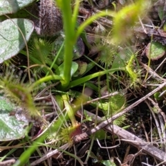 Drosera auriculata at Ettamogah, NSW - 28 Aug 2021 12:05 PM