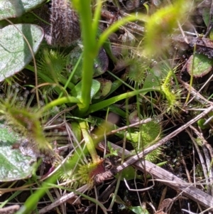 Drosera auriculata at Ettamogah, NSW - 28 Aug 2021