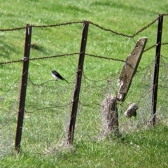 Rhipidura leucophrys (Willie Wagtail) at Albury - 28 Aug 2021 by Darcy