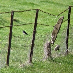 Rhipidura leucophrys (Willie Wagtail) at 9 Mile Hill TSR - 28 Aug 2021 by Darcy