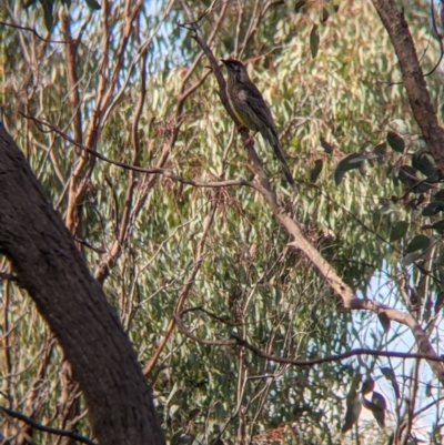 Anthochaera carunculata (Red Wattlebird) at 9 Mile Hill TSR - 28 Aug 2021 by Darcy