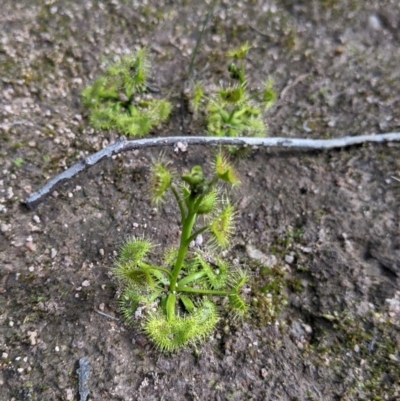 Drosera gunniana (Pale Sundew) at Albury - 28 Aug 2021 by Darcy