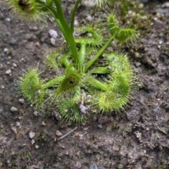 Drosera gunniana at Table Top, NSW - 28 Aug 2021 12:20 PM