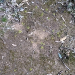 Drosera gunniana at Table Top, NSW - 28 Aug 2021 12:20 PM