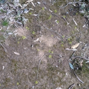 Drosera gunniana at Table Top, NSW - 28 Aug 2021 12:20 PM