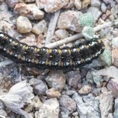 Apina callisto (Pasture Day Moth) at QPRC LGA - 20 Aug 2021 by WHall