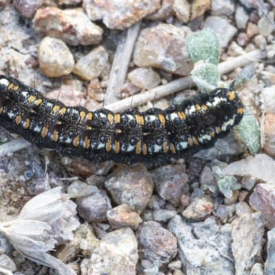 Apina callisto (Pasture Day Moth) at Googong, NSW - 20 Aug 2021 by WHall