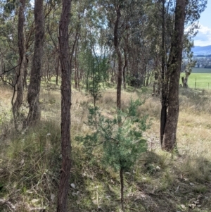 Callitris glaucophylla at Table Top, NSW - 28 Aug 2021 12:33 PM