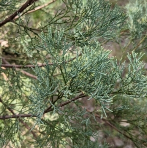 Callitris glaucophylla at Table Top, NSW - 28 Aug 2021 12:33 PM