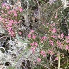 Lissanthe strigosa subsp. subulata (Peach Heath) at Mount Ainslie - 28 Aug 2021 by SilkeSma