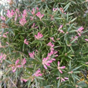 Lissanthe strigosa subsp. subulata at Majura, ACT - 28 Aug 2021