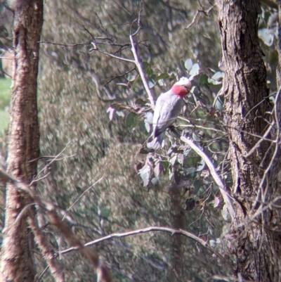 Eolophus roseicapilla (Galah) at Albury - 28 Aug 2021 by Darcy