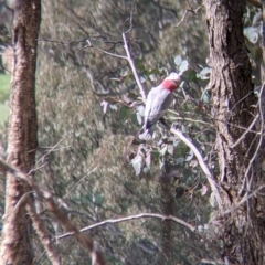 Eolophus roseicapilla (Galah) at Nine Mile Reserve - 28 Aug 2021 by Darcy