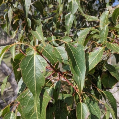 Brachychiton populneus (Kurrajong) at Albury - 28 Aug 2021 by Darcy