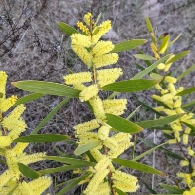 Acacia longifolia subsp. longifolia (Sydney Golden Wattle) at Table Top, NSW - 28 Aug 2021 by Darcy