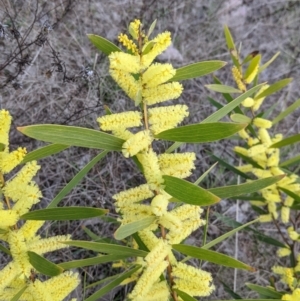 Acacia longifolia subsp. longifolia at Table Top, NSW - 28 Aug 2021