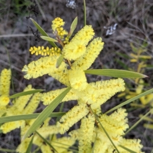 Acacia longifolia subsp. longifolia at Table Top, NSW - 28 Aug 2021 12:52 PM